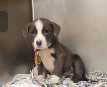 Australian Shepherd and Mixed Breed Dogs Available for Adoption in St. Louis, Missouri - MILLIPEDE | PetCurious