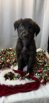 Rescue Labrador Retriever and Golden Retriever Dogs for Adoption in Fairhope, Alabama - Mistletoe | PetCurious
