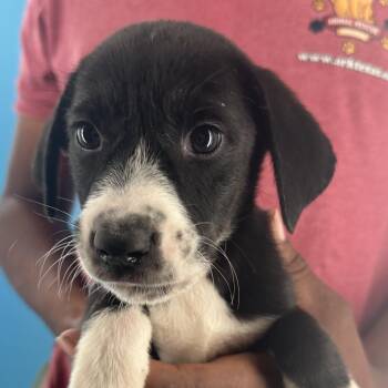 Mcfly - Local October 9-11 -  Labrador Retriever Dog for Adoption in Brookshire, Texas - Mcfly - Local October 9-11 | PetCurious