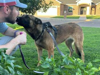 Mallory - Located in NM -  Belgian Shepherd Malinois and German Shepherd Dog Dog for Adoption in Imlay City, Michigan - Mallory - Located In NM | PetCurious