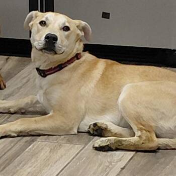Yellow Labrador Retriever and Mixed Breed Dogs Available for Adoption in Henderson, Kentucky - Sansa | PetCurious