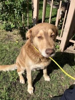 Mixed Breed Dogs Available for Adoption in Dallas, Texas - GOOF | PetCurious