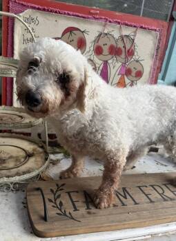 Cynthia -  Bichon Frise Dog for Adoption in Sioux Falls, South Dakota - Cynthia | PetCurious