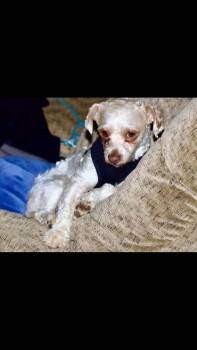 Rescue Miniature Poodle Dogs for Adoption in West Richland, Washington - Schnapps | PetCurious