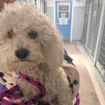 Clover -  Miniature Poodle Dog for Adoption in Long Beach, California - Clover | PetCurious