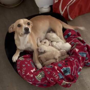 Patience -  Chihuahua Dog for Adoption in Allen, Texas - Patience | PetCurious
