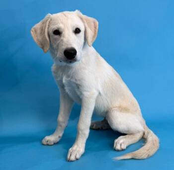 Deuce -  Great Pyrenees and Labrador Retriever Dog for Adoption in Alvin, Texas - Deuce | PetCurious