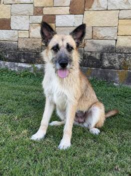 SUNNY -  Shepherd and Terrier Dog for Adoption in Vaughan, Ontario - SUNNY | PetCurious