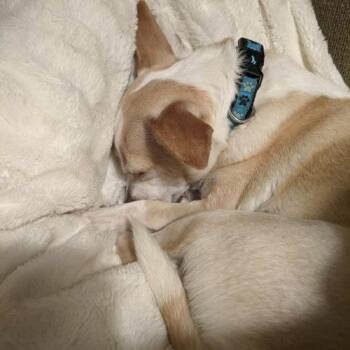 Chihuahua and Mixed Breed Dogs Available for Adoption - Jerry Cuddles | PetCurious