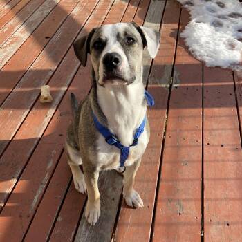 Labrador Retriever and Boxer Dogs Available for Adoption - Referral - Zeek | PetCurious