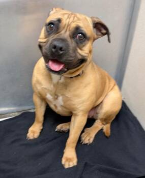 Nix -  Pug and Beagle Dog for Adoption in Little Rock, Arkansas - Nix | PetCurious