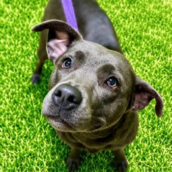 Silver -  Pit Bull Terrier Dog for Adoption in Battle Creek, Michigan - Silver | PetCurious