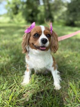 Duchess- Transport -  Cavalier King Charles Spaniel Dog for Adoption in Gradyville, Kentucky - Duchess- Transport | PetCurious