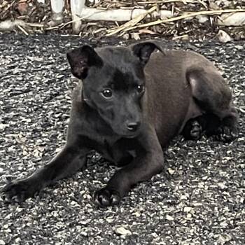 Terrier Dogs Available for Adoption in Green Forest, Arkansas - Pebbles | PetCurious