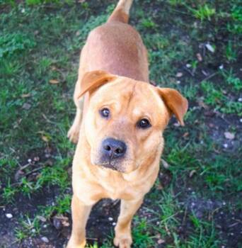 Rescue Chow Chow and Terrier Dogs for Adoption in Mobile, Alabama - Bobby | PetCurious