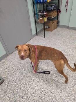 Tank -  Terrier Dog for Adoption in Athens, Tennessee - Tank | PetCurious