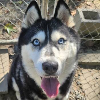 Alchemy -  Husky Dog for Adoption in Aldie, Virginia - Alchemy | PetCurious