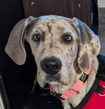 Great Dane Dogs Available for Adoption in Paris, Kentucky - Sprout | PetCurious
