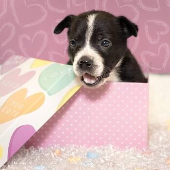 Pit Bull Terrier and Cattle Dog Dogs Available for Adoption - Arden | PetCurious