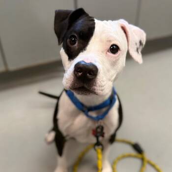 Dumpling -  Pit Bull Terrier and Mixed Breed Dog for Adoption in Troy, Virginia - Dumpling | PetCurious
