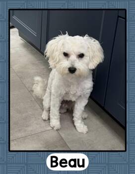Beau -  Maltese Dog for Adoption in Fort Wayne, Indiana - Beau | PetCurious