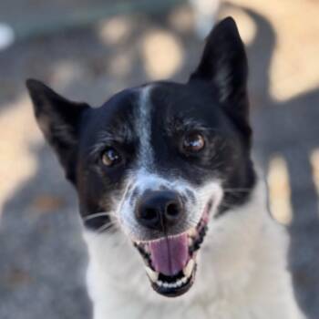 Maggie -  Spitz and Mixed Breed Dog for Adoption in York, Pennsylvania - Maggie | PetCurious