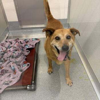 SLINKY -  Basset Hound Dog for Adoption in Indianapolis, Indiana - SLINKY | PetCurious