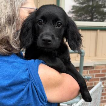Pilot -  Mixed Breed Dog for Adoption in Naperville, Illinois - Pilot | PetCurious