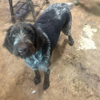 Annie (Virginia) -  German Wirehaired Pointer Dog Available for Adoption in Santa Rosa, California - Annie (Virginia) | PetCurious