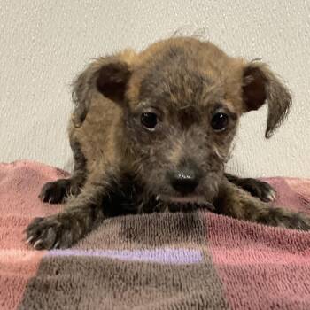 Maggie -  Chihuahua and Mixed Breed Dog for Adoption in Tampa, Florida - Maggie | PetCurious