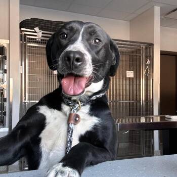 Black Labrador Retriever and Mixed Breed Dogs Available for Adoption - Strawberry | PetCurious