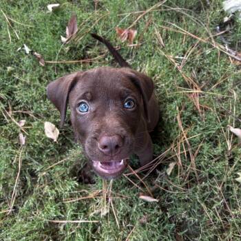 Madison -  Chocolate Labrador Retriever and Flat Coated Retriever Dog for Adoption - Madison | PetCurious