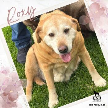 Labrador Retriever Dogs Available for Adoption in Oakville, Ontario - Roxy | PetCurious