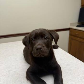 Labrador Retriever Dogs Available for Adoption in Indianapolis, Indiana - Miles | PetCurious