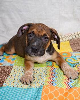 Ali -  Staffordshire Bull Terrier Dog for Adoption in Gulfport, Mississippi - Ali | PetCurious