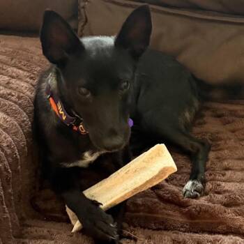 Gobstopper -  Chihuahua and Mixed Breed Dog for Adoption in Bedford Park, Illinois - Gobstopper | PetCurious