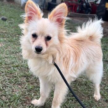 Sonny Haven -  Pomeranian Dog for Adoption in Houston, Texas - Sonny Haven | PetCurious
