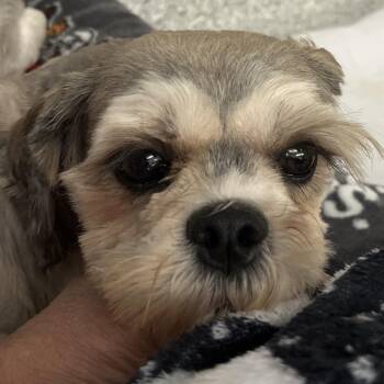Freedom -  Lhasa Apso Dog for Adoption in Fort Wayne, Indiana - Freedom | PetCurious