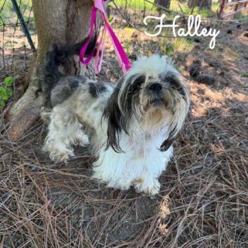 Halley -  Shih Tzu Dog for Adoption in Tulsa, Oklahoma - Halley | PetCurious