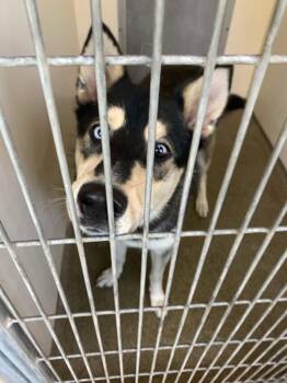 German Shepherd Dog and Siberian Husky Dogs Available for Adoption in Vancouver, Washington - Scrat | PetCurious