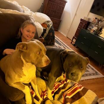 Shay -  American Staffordshire Terrier Dog for Adoption in Dallas, Texas - Shay | PetCurious