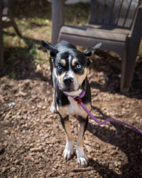 Rescue Mixed Breed Dogs for Adoption in Chamblee, Georgia - Azure- IN FOSTER | PetCurious