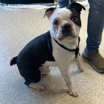 Mixed Breed Dogs Available for Adoption in Medford, Oregon - Arlee | PetCurious