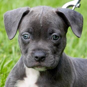 Jade -  Pit Bull Terrier Dog for Adoption in South Elgin, Illinois - Jade | PetCurious