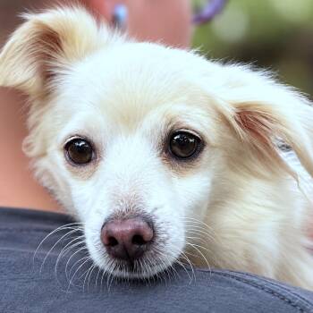 Tundra -  Chihuahua Dog for Adoption in Boerne, Texas - Tundra | PetCurious