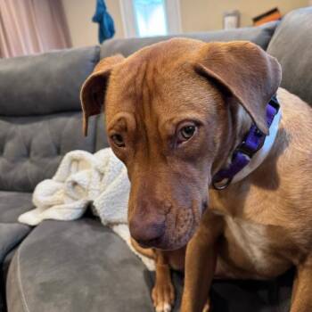 Mixed Breed Dogs Available for Adoption - Perfume | PetCurious