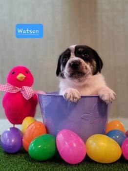 Mixed Breed Dogs Available for Adoption in Fairfax, Virginia - Watson | PetCurious