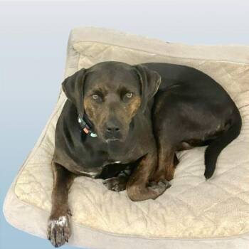 Labrador Retriever and Hound Dogs Available for Adoption in Washington, District Of Columbia - Dottie | PetCurious
