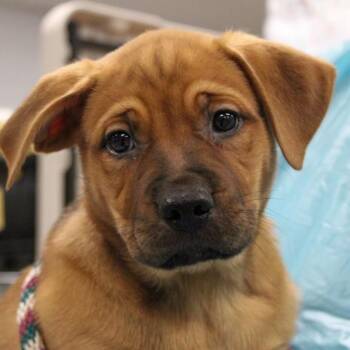 Mastiff and Boxer Dogs Available for Adoption in South Elgin, Illinois - French Silk | PetCurious
