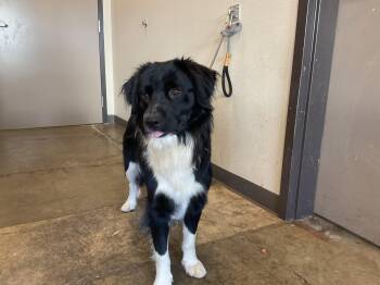 PUMBAA -  Border Collie and Mixed Breed Dog for Adoption in Ontario, California - PUMBAA | PetCurious